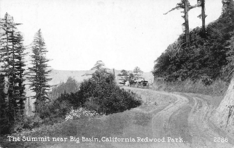 The Summit near Big Basin, California Redwood Park c1910s Vintage Postcard