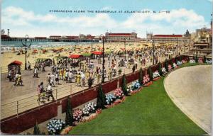 Hydrangeas Along Boardwalk Atlantic City NJ New Jersey Unused Postcard D77