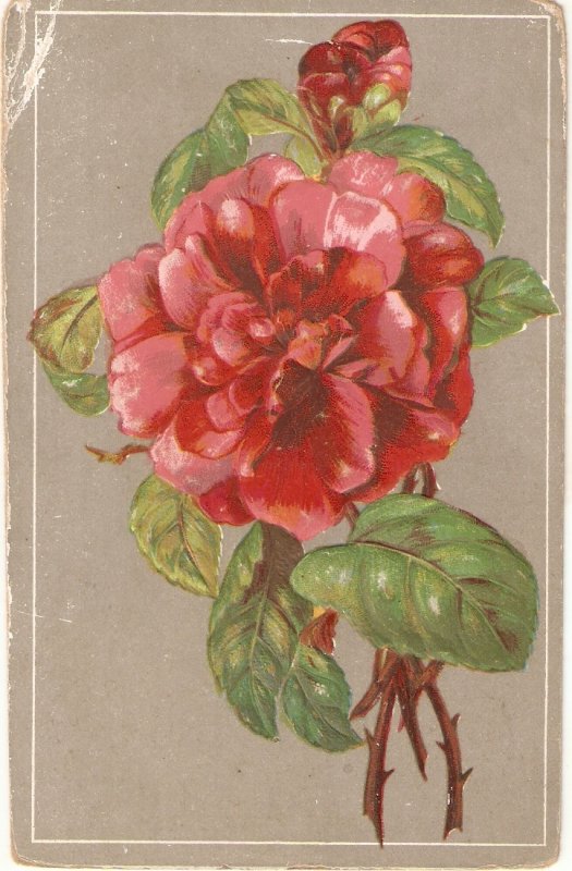 Beautiful red rose Nice old vintage German postcard