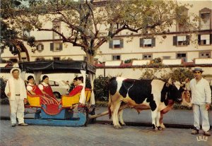 Lot 42 portugal funchal madeira a carriage drawn by bull types folklore cow