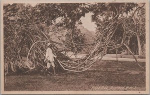 Postcard Port of Spain Rope Tree Trinidad BWI 1927 Stamps