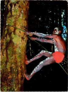 Australia Queensland Paddy Climbing A Tree Native Style At Malanda Jungle