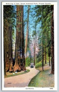 Vintage California Postcard - Motoring in General Grant National Park - Fresno