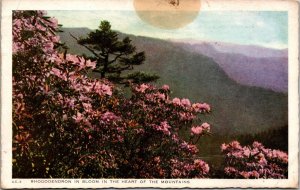 Rhododendron in Bloom Busy Bee Cafe Newport Tennessee Postcard Soldiers Letter