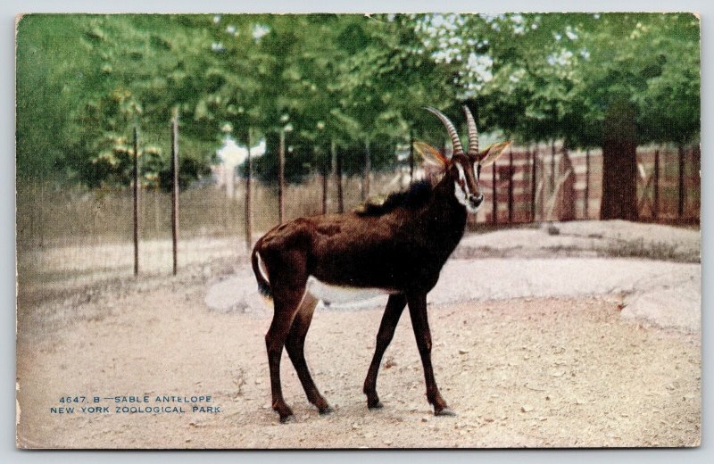 New York City~Zoological Park Zoo~Stable Antelope~c1910 NYZP Postcard