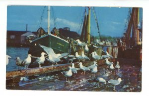 MA - Cape Cod. Sea Gulls Feasting on Fish Scraps