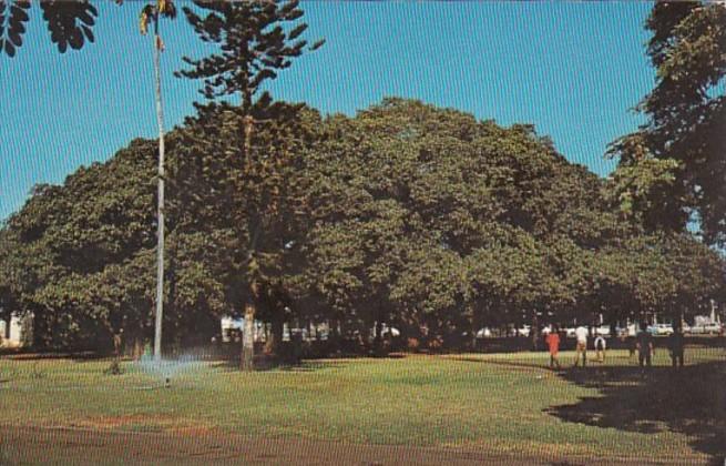 Hawaii Maui Lahaina The Famous Banyan Tree