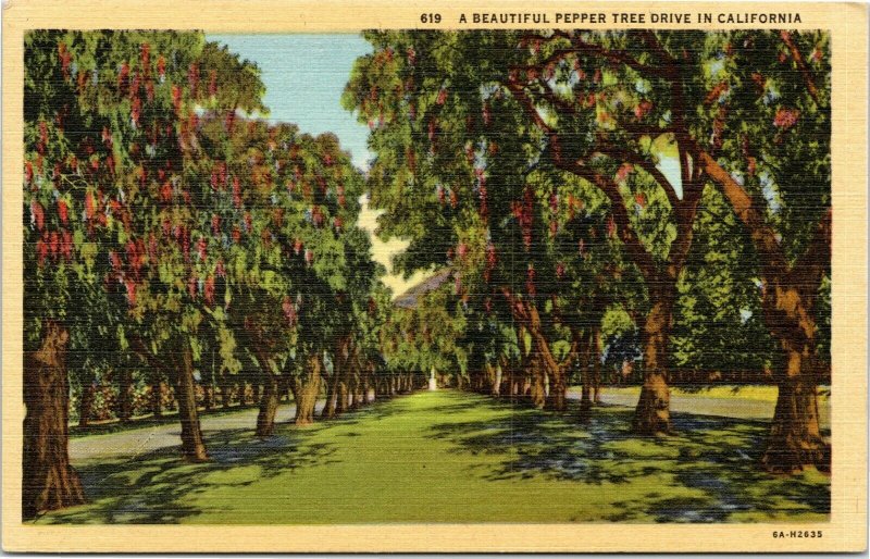 A Beautiful Pepper Tree Drive in California postcard