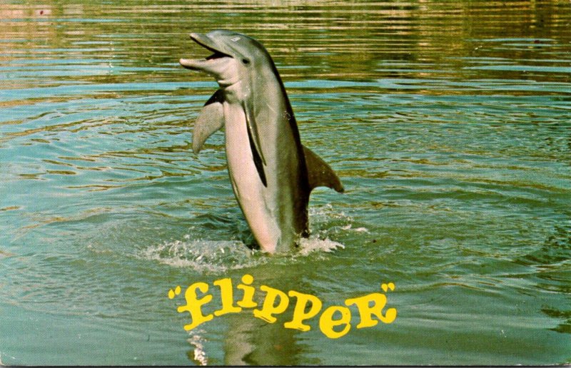 Fish Porpoise Flipper Star Of Ivan Tors TV Program Miami Seaquarium Florida
