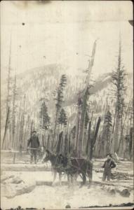 Logging Lumberjacks Lumber Industry Men Horse Team Axe c1910 RPPC