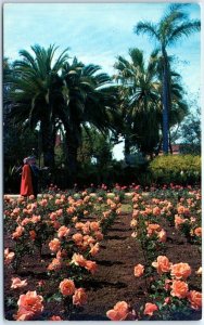 Postcard - Rose Gardens, Exposition Park - Los Angeles, California