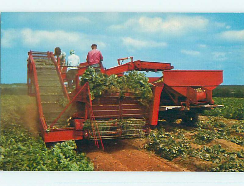 Unused Pre-1980 TOWN VIEW SCENE Covehead Prince Edward Island PE p8259