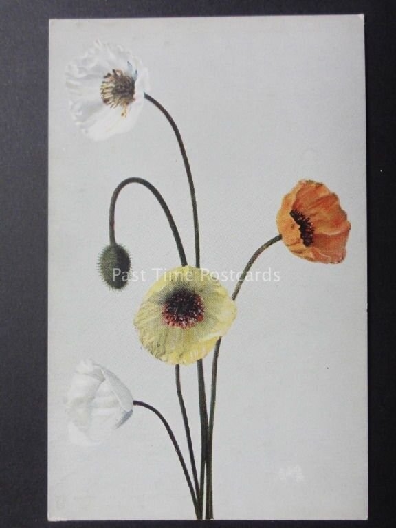 R. Tuck & Sons Poppies Postcard: Rocky Mountain Wildflower - Donation to R.B.L.