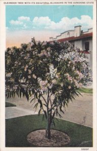 Florida Oleander Tree With Beautiful Blossoms 1931