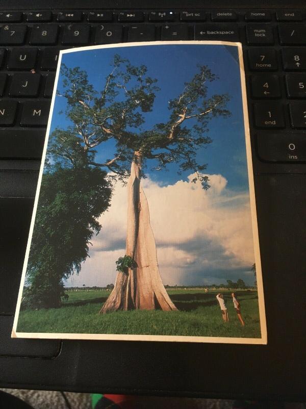Vintage Postcard; Amazonas, Tallest Trees In the Rainforest, Brasil