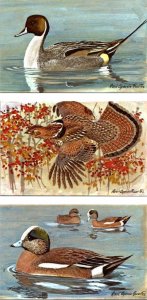 3~Postcards LOUIS FUERTES WATERFOWL & GAME BIRDS #4 Pintail~#6 Grouse~#5 Widgeon