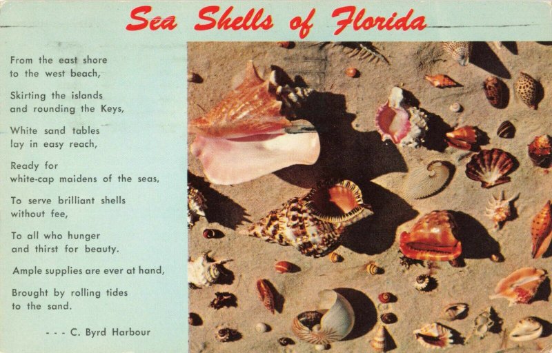 Postcard Sea Shells of Florida