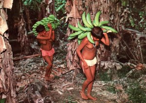 VINTAGE CONTINENTAL POSTCARD NATIVE INDIAN WOMEN COLLECTING BANANAS VENEZUELA