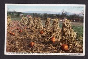 View of Corn Stalks Pumpkins in Field Patch Postcard PC