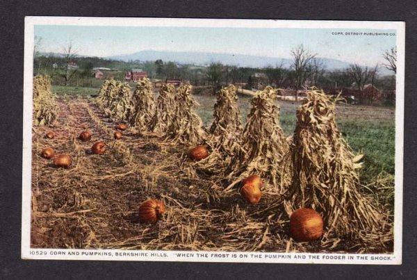 View of Corn Stalks Pumpkins in Field Patch Postcard PC