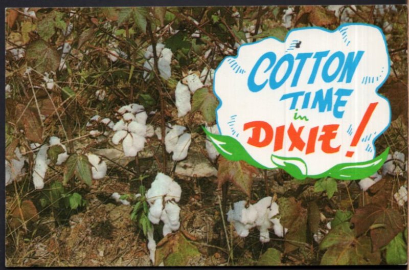 Alabama Cotton Boll's Cotton Time In Dixie Dixieland at Harvest Time - Chrome