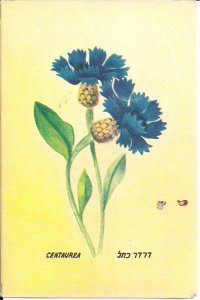 JUDAICA, Centaurea Flower, Blue Boy, Cornflower, Hebrew Script 1940's ?