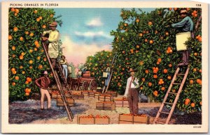 Florida FL, Picking Oranges, Fruit Harvesting, Tree Groves, Vintage Postcard