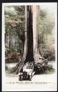 BC VANCOUVER Big Hollow Tree Stanley Park Hand Tinted Old Car Bus RPPC