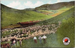 Northern Pacific Railway Sheep Ranch Montana MT Advertising Unused Postcard E81