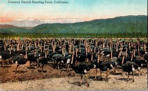 Huge Herd of Ostriches, Caawston Ostrich Breeding Farm CA Vintage Postcard I49