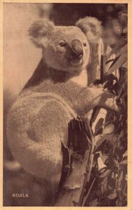 Vintage Koala Bear Australia in Tree Postcard