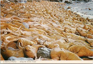 Herd of Walrus Arctic Coast Unused Continental Postcard C6