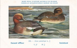 Eurasian Wigeon Anas Penelope WW2 Bird Vintage Rare Postcard