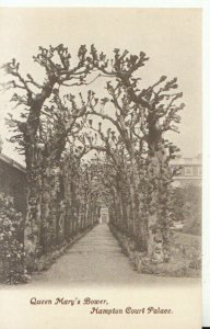 Middlesex Postcard - Hampton Court Palace - Queen Mary's Bower - Ref TZ9916