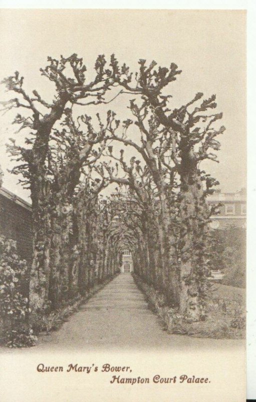 Middlesex Postcard - Hampton Court Palace - Queen Mary's Bower - Ref TZ9916