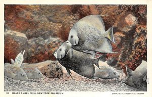 Black Angel Fish New York Aquarium Fishing Unused 