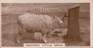 Sheep Lamb Drinking From Farm Tap Antique Real Photo Cigarette Card