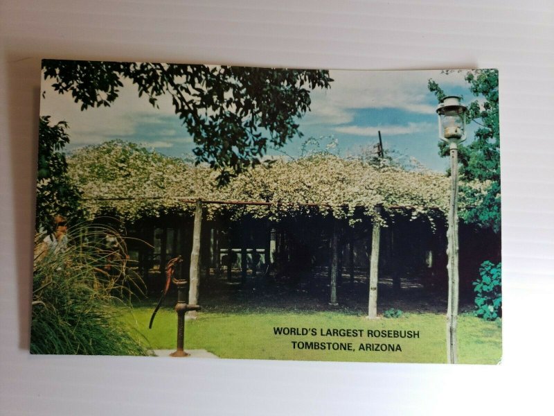 Vintage Postcard World's Largest Rose Bush Lady Banksia Tombstone Arizona  312