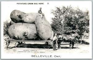 BELLEVILLE ONTARIO CANADA EXAGGERATED POTATOES VINTAGE REAL PHOTO POSTCARD RPPC