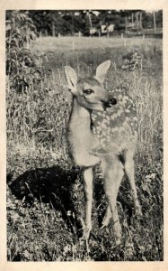 VINTAGE POSTCARD BABY DEER AT BEMIDJI MINNESOTA (NOT RPPC) WHITE BORDER