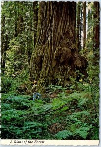 Postcard - A Giant of the Forest, Avenue of the Giants - California