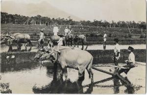 Indonesia - Dutch Indies Real Photo Early 1900's Farm - Unposted - 01.19
