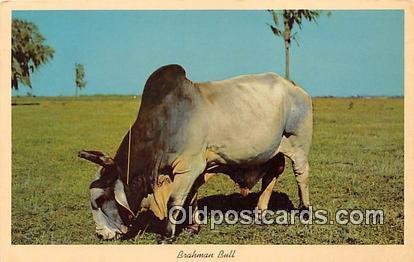 Brahman Bull Florida Pastures, USA Cow Unused 
