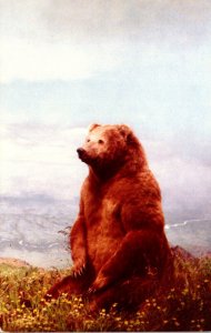 Alaska Unimak Island Peninsula Brown Bear