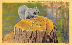 Nut Cracker Squirrel / Chipmunks / Woodchucks Adirondack Mountains, New York,...