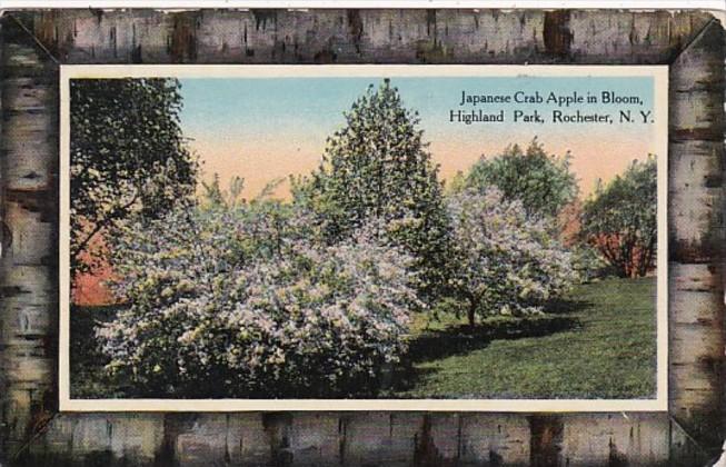 New York Rochester Japanese Crab Apple Tree In Bloom In Highland Park 1911