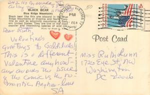 Black Bear Blue Ridge Mountains North Carolina NC Smoky Mountains 1969 Postcard