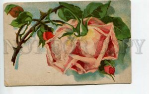 438525 C. KLEIN Huge Pink ROSES Vintage postcard RUSSIA