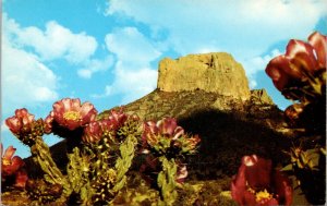 Texas - Cholla Cactus Flowers - [TX-102]