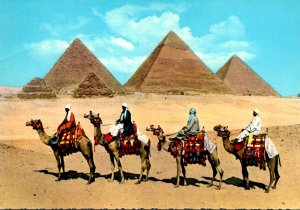 Egypt Camel Caravan Near Giza Pyramids